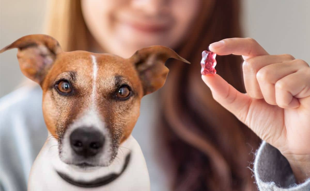 Dog next to human holding a gummy bear candy.