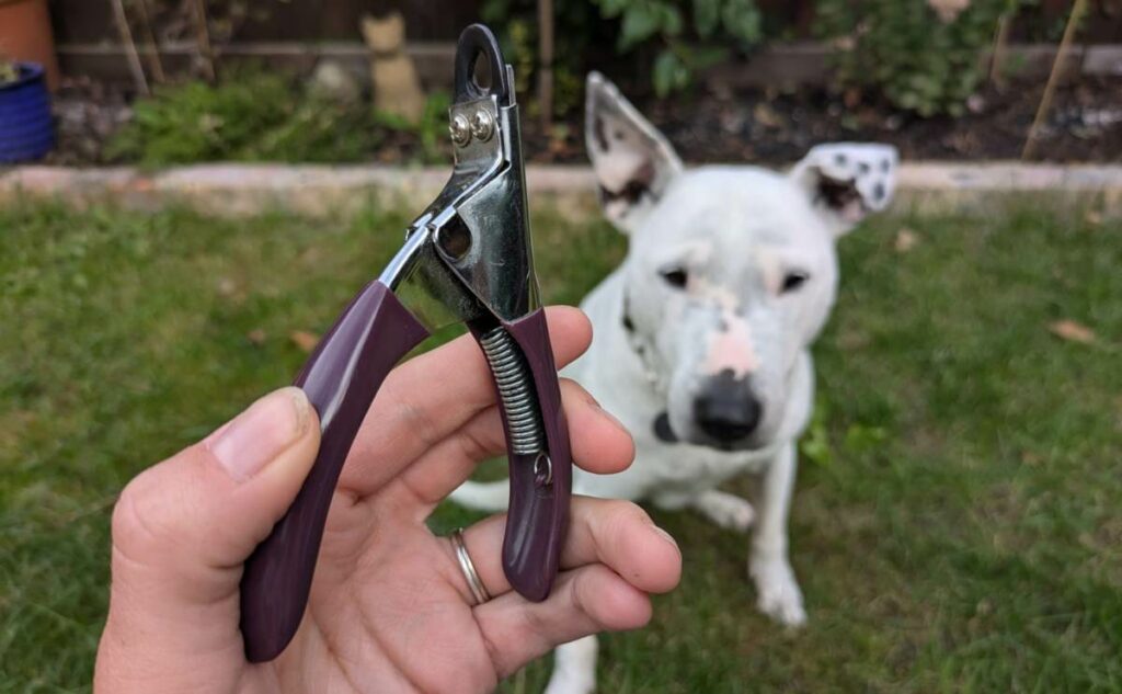 Girl holding nail clippers in front of a dog sitting in the grass.