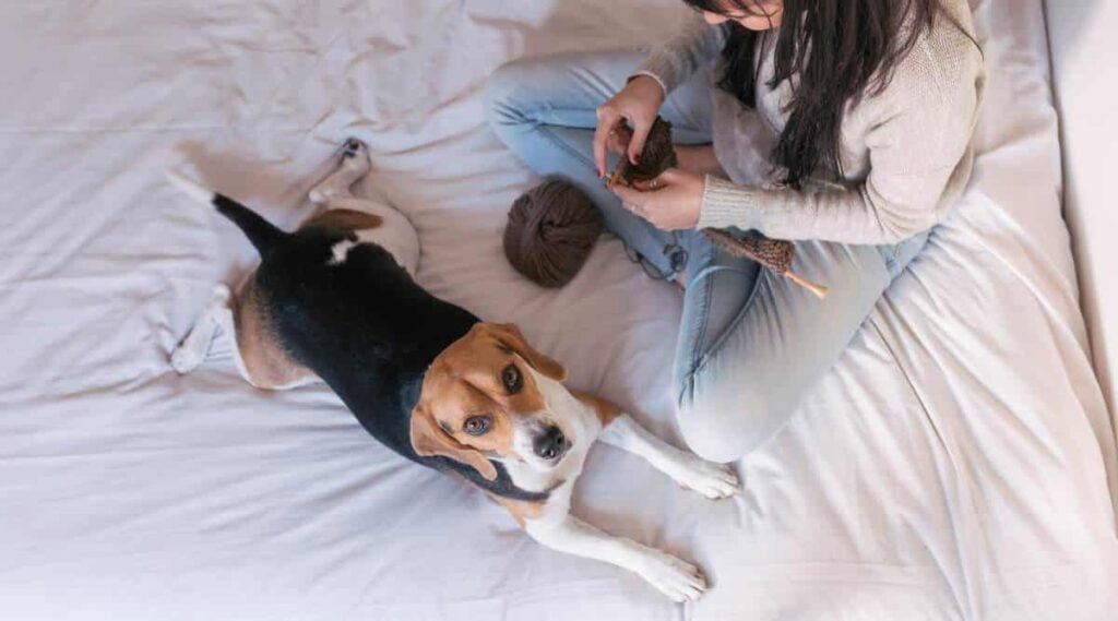 Girl in bed next to Begle.
