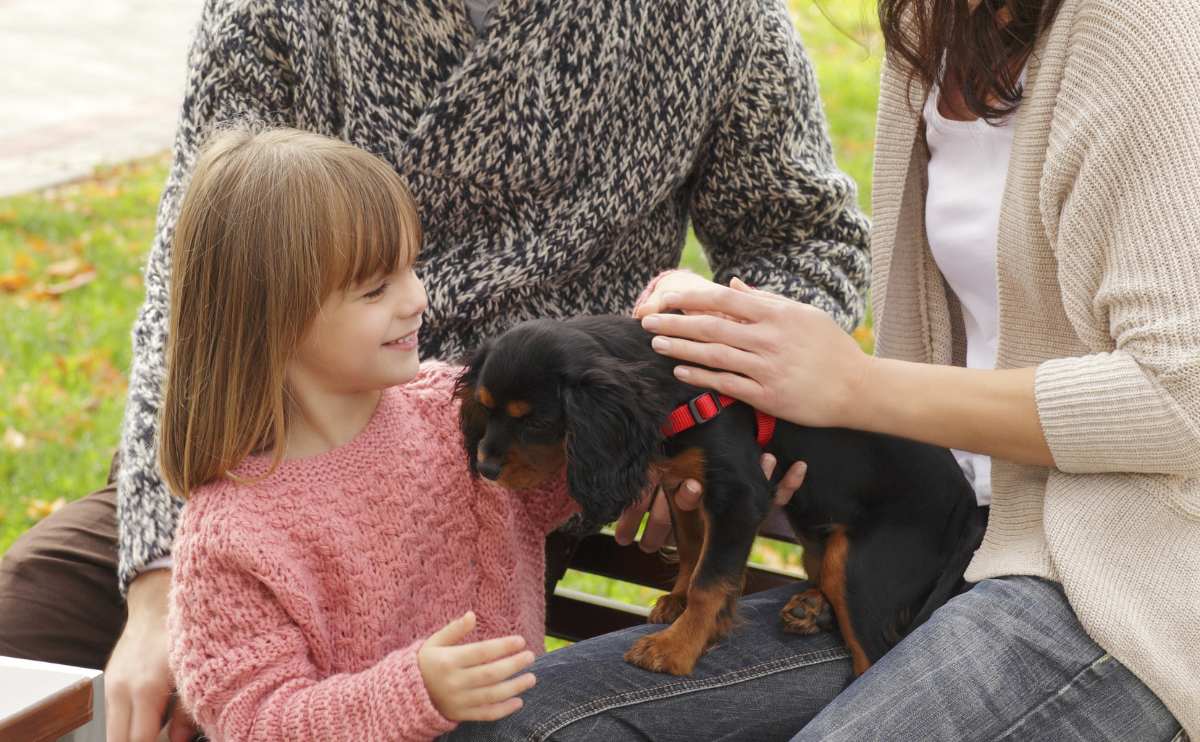 girl meeting cavalier puppy with her parents outside