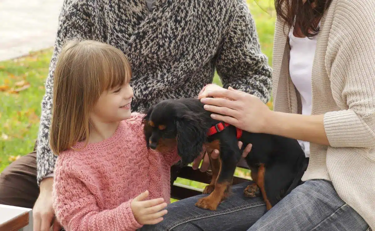 girl meeting cavalier puppy with her parents outside