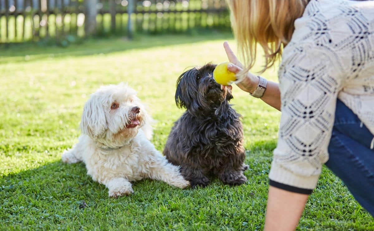 girl training two dogs outside in the grass