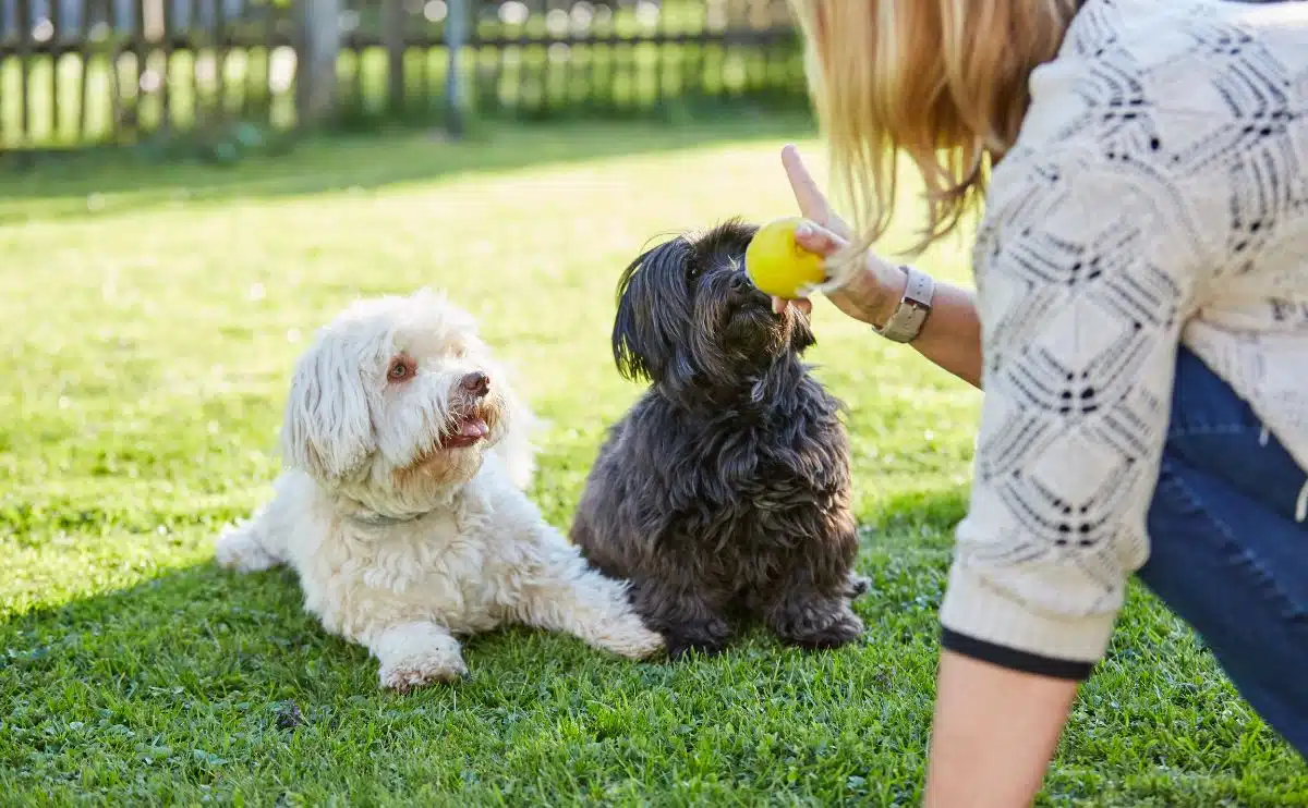 A girl training two dogs outside in the grass.