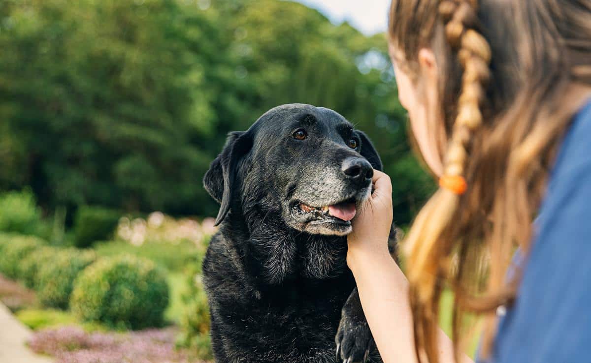 Girl with her senior black labrador