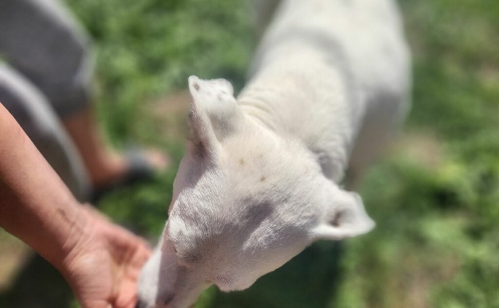 Giving a dog a treat.