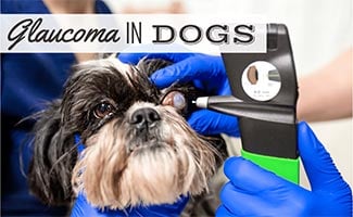 A veterinary ophthalmologist makes a medical procedure, examines a dog's eyes with the help of an ophthalmologic veterinary tonometer at a veterinary clinic (Caption: Glaucoma In Dogs)