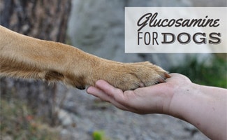 Person holding dog paw (caption: Glucosamine For Dogs)