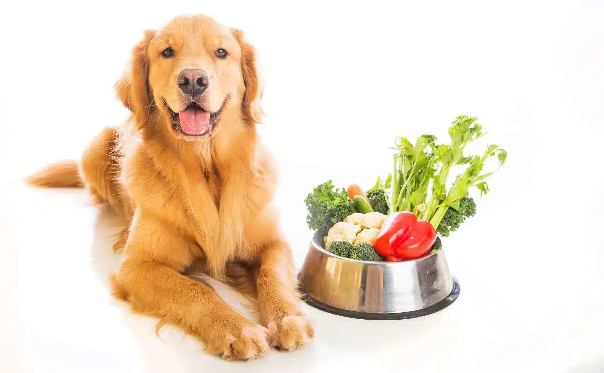 Best vegan dog deals food brands