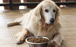 Golden retriever dog lying down by the bowl of dog food.