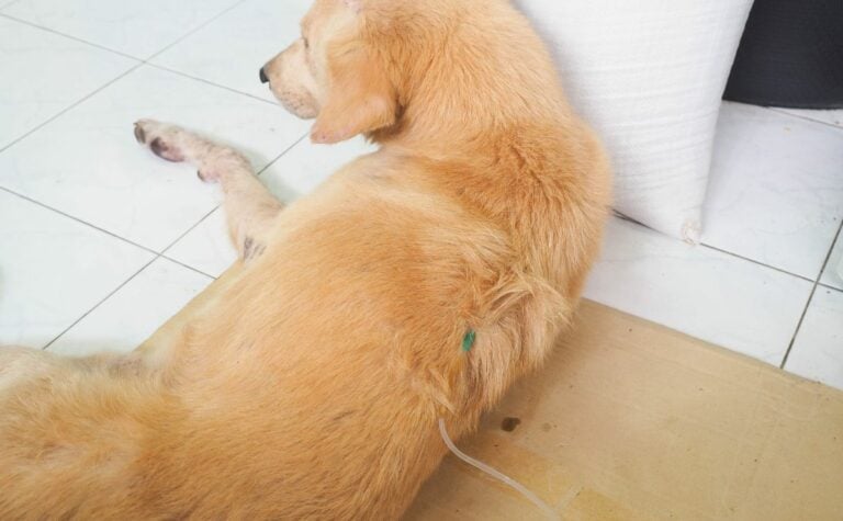Kidney Failure In Dogs Causes Symptoms Treatment Options Canine kidney-failure-in-dogs-causes-symptoms-treatment-options-canine