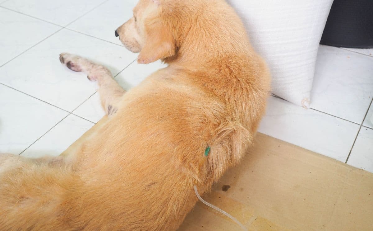 Golden dog with kidney disease laying on the floor getting saline drip treatment.