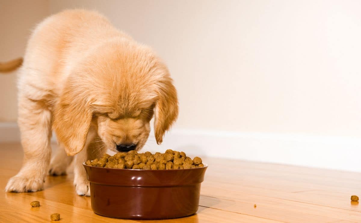 Golden puppy eating dog food out of a bowl on the ground.