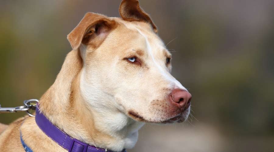 Golden Retriever-PitBull Mix