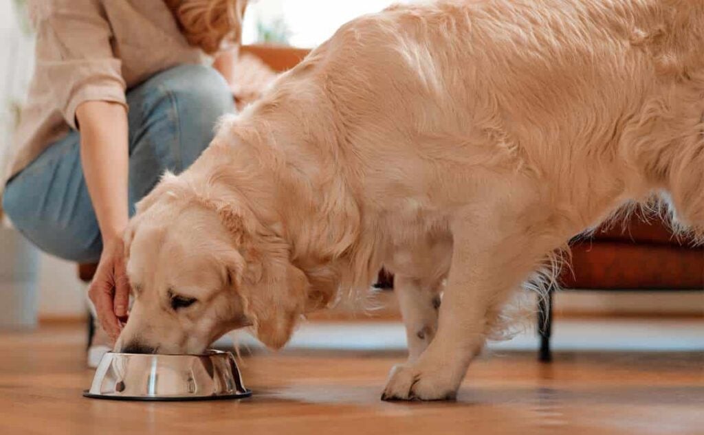 Golden Retriever dog eating food while owner holds bowl.