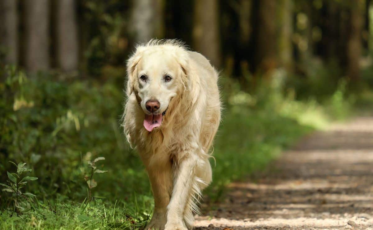 A Golden Retriever dog panting while walking outside.