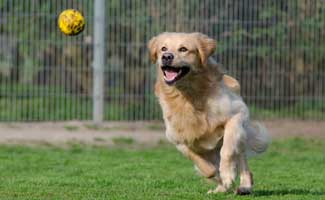 Golden Retriever fetching ball