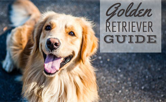 Golden Retriever (caption: Golden Retriever Guide)