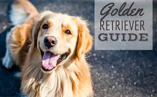 do golden retrievers make good house dogs