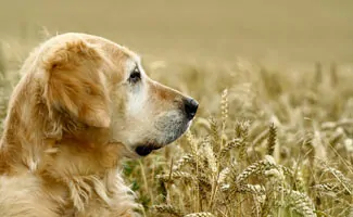 Golden Retriever in field with wheat