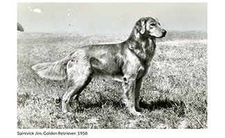 Golden Retriever black and white image from AKC