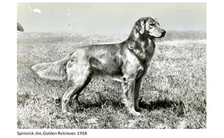 Golden Retriever black and white image from AKC