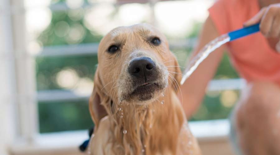 Light brown dog getting a bath