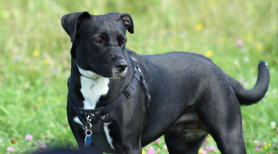 Black mix-breed dog
