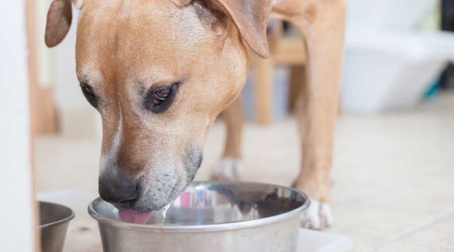Mix-breed dog eating out of dog bowl