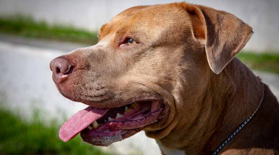 Older dog with tongue out