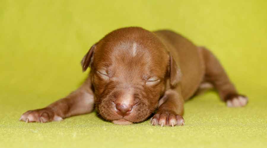 Brown mix-breed puppy