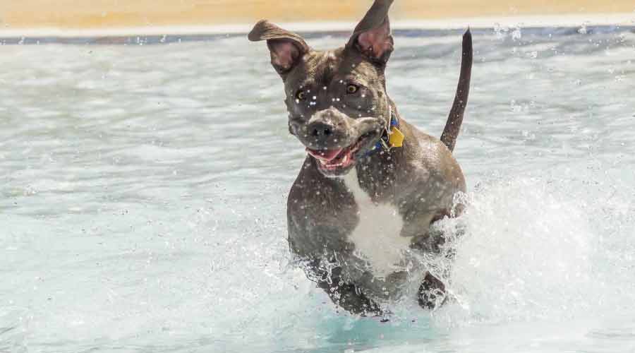 Golden Retriever-PitBull Mix running in pool of water