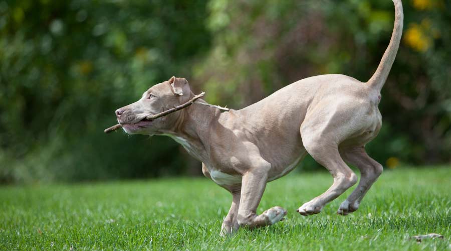 Silver dog running in grass with stick in mouth