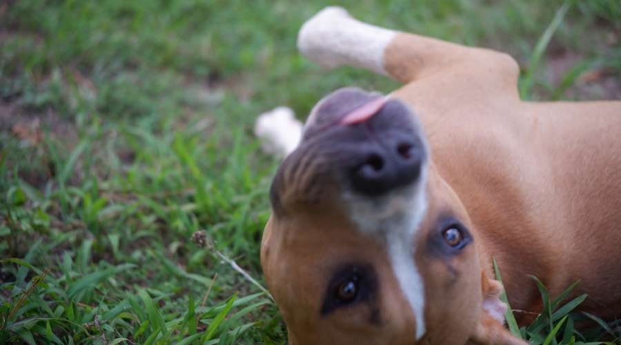Cute dog rolling on back