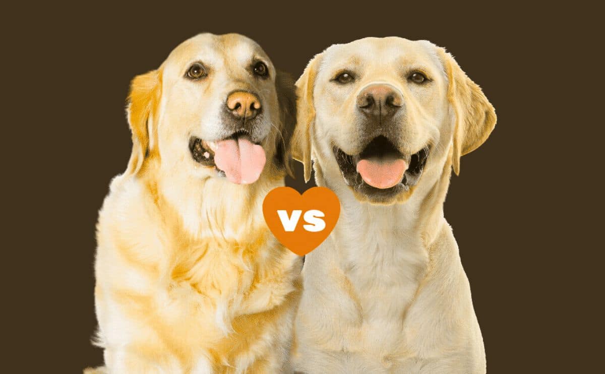 Golden Retriever vs. Labrador Retriever side by side.