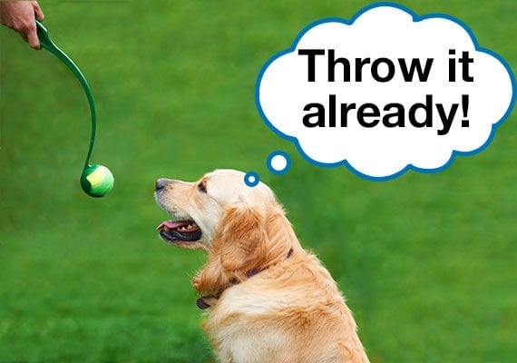Golden Retriever waiting for tennis ball in ball thrower to be launched at park