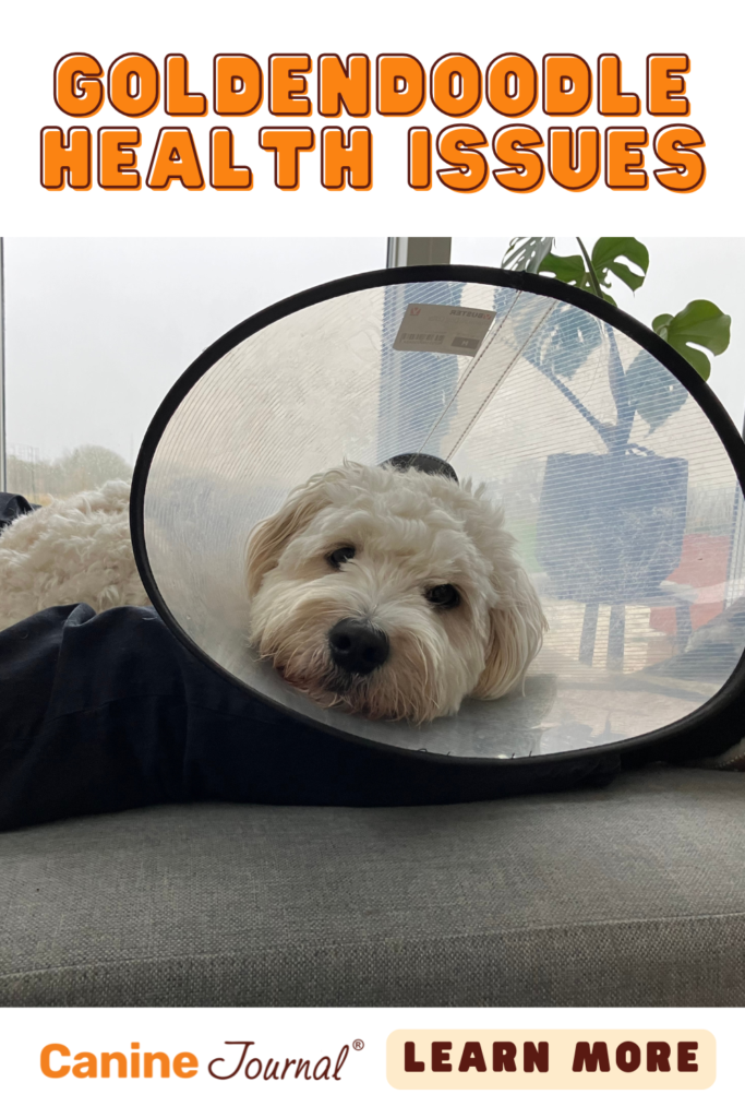 Goldendoodle health issues pin.