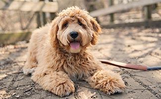 Goldendoodle sitting on sidewalk on sunny day