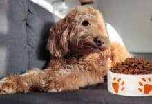 Goldendoodle laying next to bowl of food.