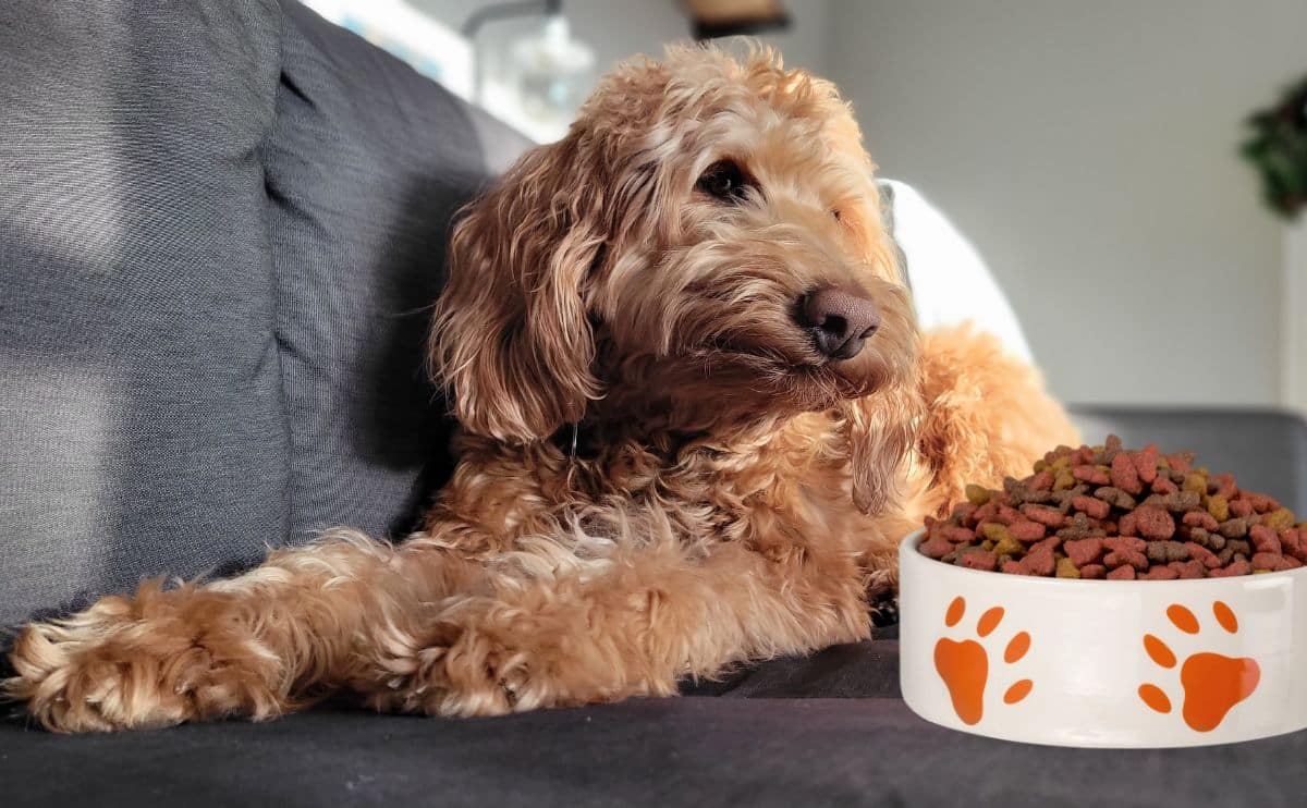 how long do puppies need to eat puppy food