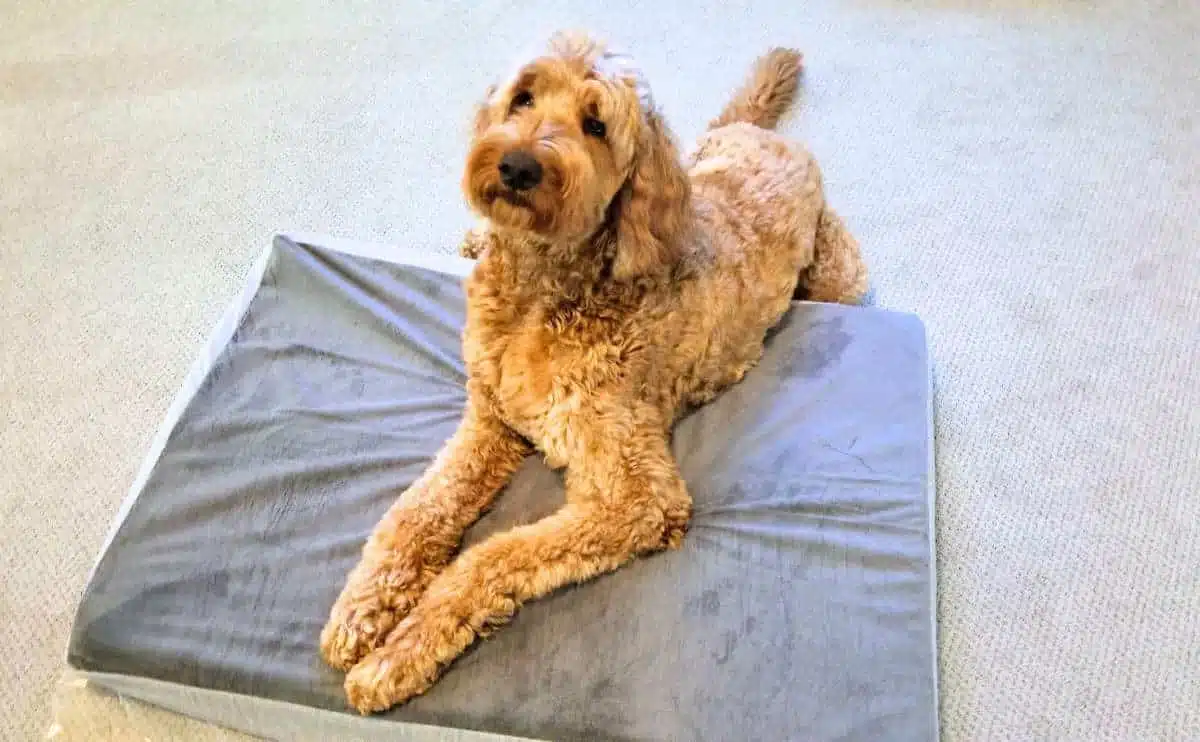 goldendoodle sitting on Barkbox bed