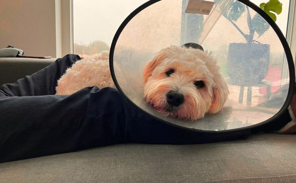 Goldendoodle with cone on.