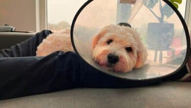 Goldendoodle with cone on.