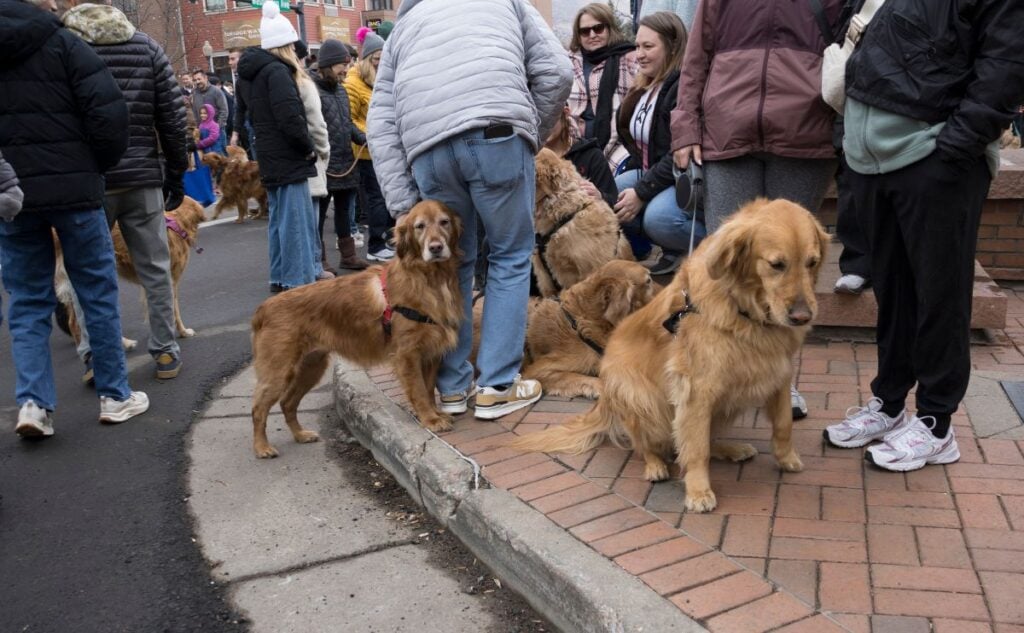 Goldens in Golden 2025.