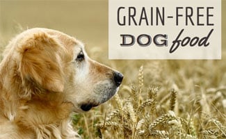 Golden retrievers and grain shop free food