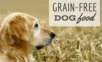 Golden Retriever in a field of grain (Caption: Grain-Free Dog Food)