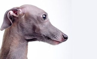 Doggie Profile The Italian Greyhound Caninejournal Com