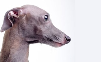 Gray Italian Greyhound