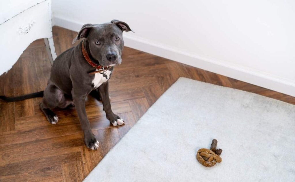 Gray Pit Bull dog poops on the carpet rug in living room looking guilty up at camera.