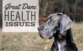 Grey Great Dane looking in field (caption: Great Dane Health Issues)