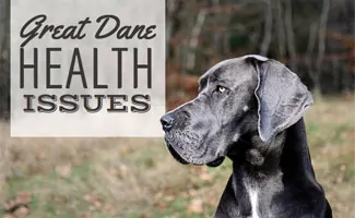 are merle great danes healthy